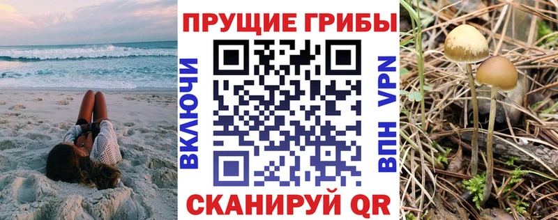 наркотики  Лесосибирск  Псилоцибиновые грибы Psilocybine cubensis 